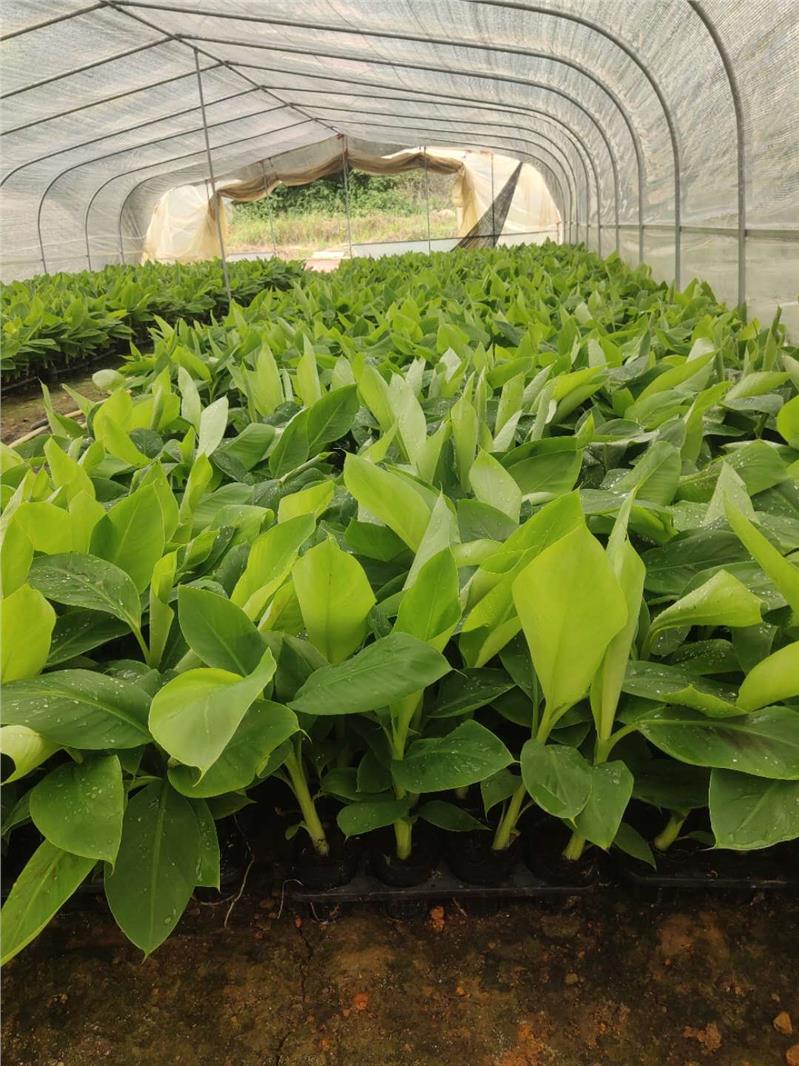 香蕉苗图片西贡蕉地图片