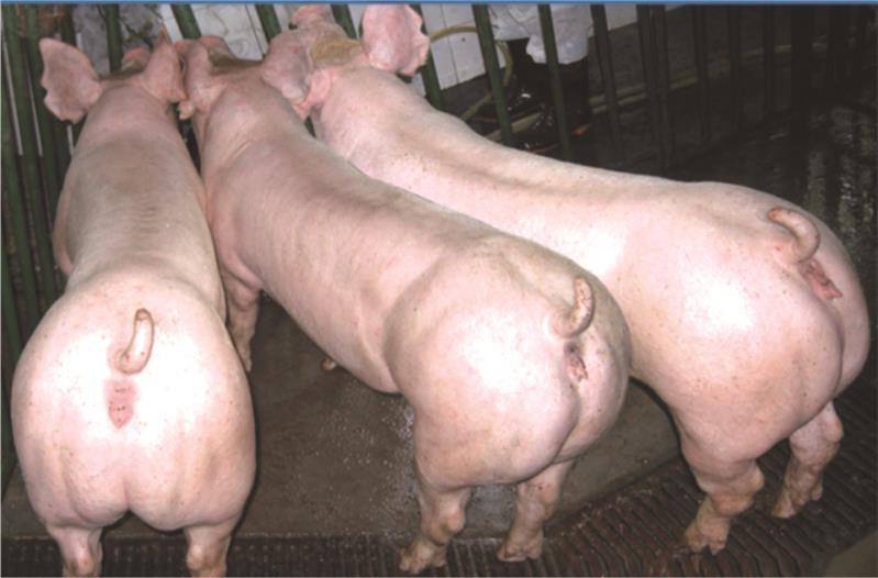法系二元母猪图片图片