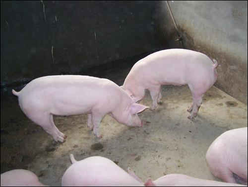 后备二元母猪海南二元母猪养殖场直销可实地考察