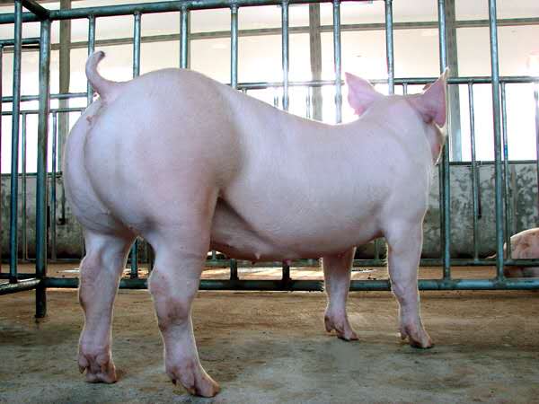 长大二元母猪山西母猪保种场二元后备母猪