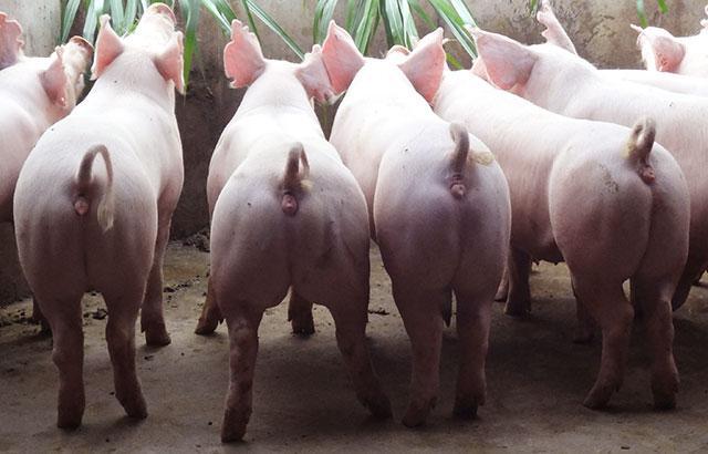 二元母猪是指长白公猪与大白母猪或大白公猪与长白母猪杂交所产生的