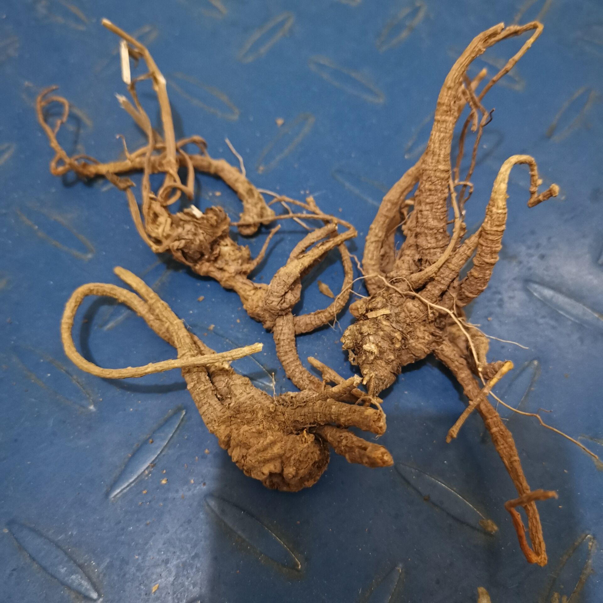 隔山香郑州隔山香销售厂家