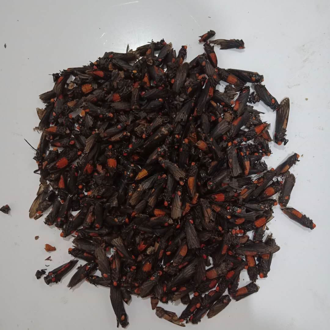 红娘子驻马店红娘虫报价