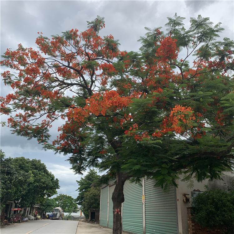 凤凰木树苗 供应红花楹小苗 欢迎整车采购