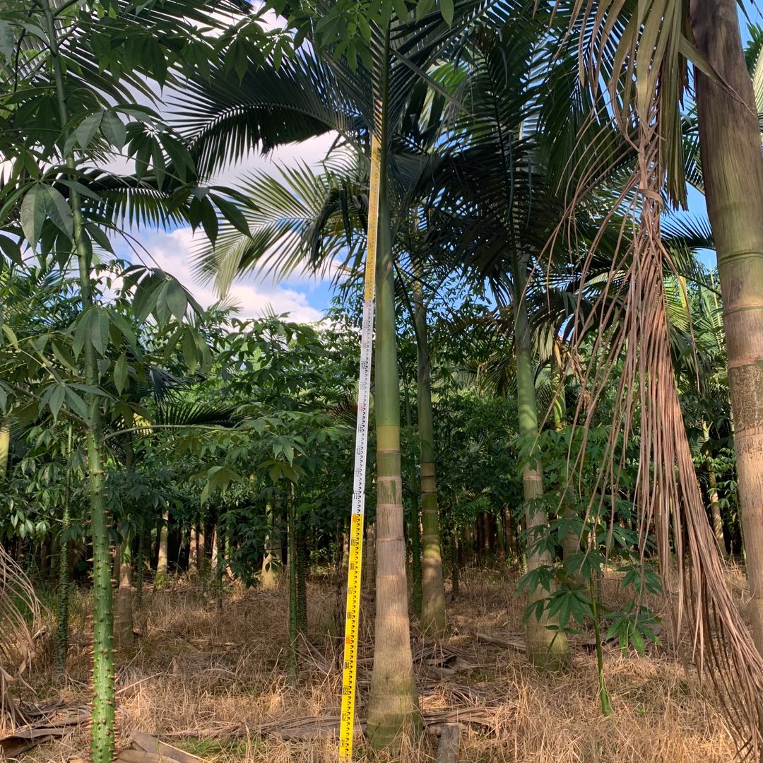 假槟榔盆景漳州三米杆阔叶假槟榔批发价格品种多样