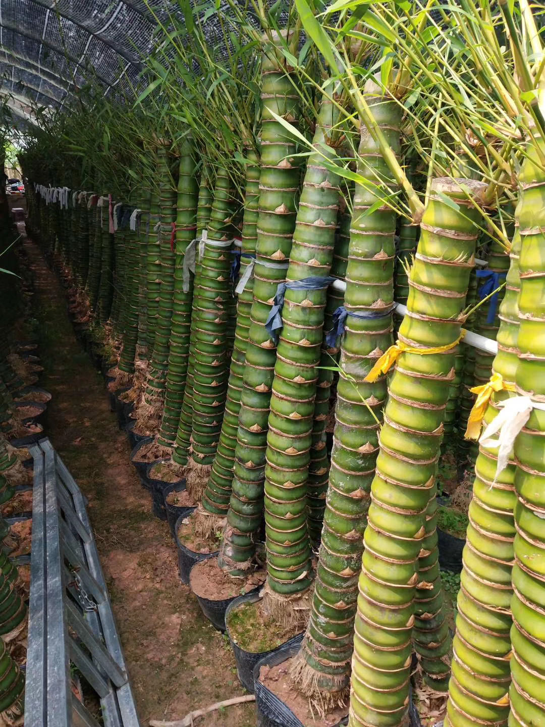 盆栽佛肚竹 福建精品大佛肚竹批发 品种多样