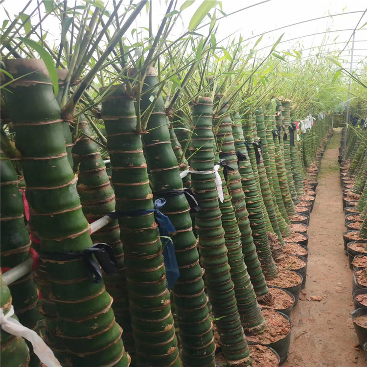 罗汉竹苗 漳州供应罗汉竹苗价格 价格优惠