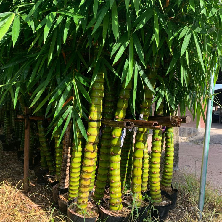 罗汉竹竹根福建供应罗汉竹批发品种多样