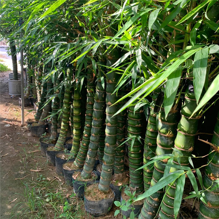 水养罗汉竹厦门精品罗汉竹规格欢迎整车采购