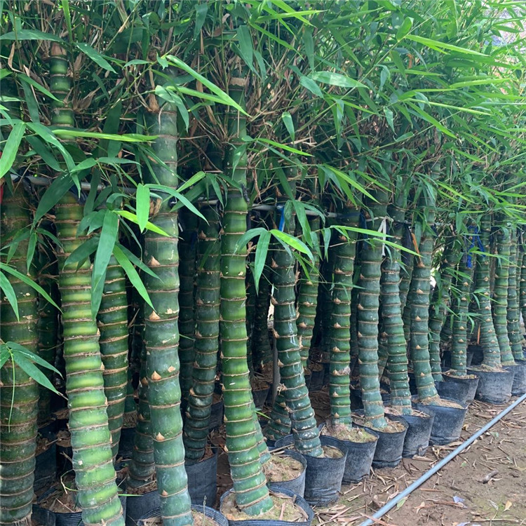 水养罗汉竹 平和供应水培罗汉竹报价 欢迎整车采购