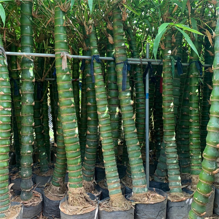 水养罗汉竹厦门水培罗汉竹基地供应欢迎整车采购