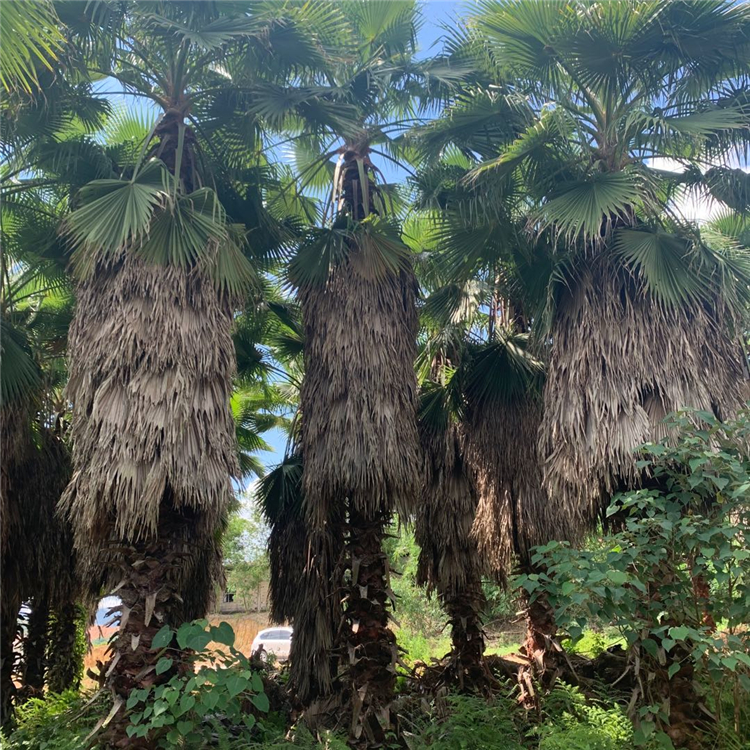 老人葵小苗平和供应老人葵盆栽品种多样