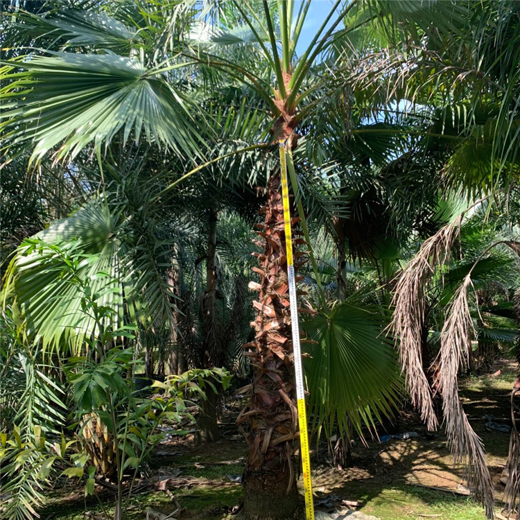 老人葵冠幅漳州精品老人葵冠幅欢迎整车采购