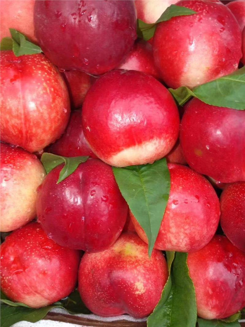 曙光油桃苗 河南包成活黄肉油桃苗