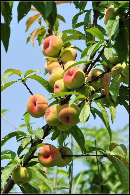 瑞蟠3号桃苗安徽提供技术紫蟠桃苗供应价格