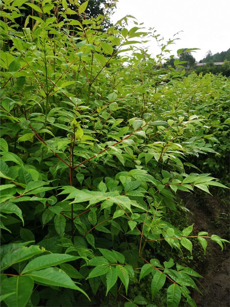 黄柏 湖北黄柏树苗批发厂家