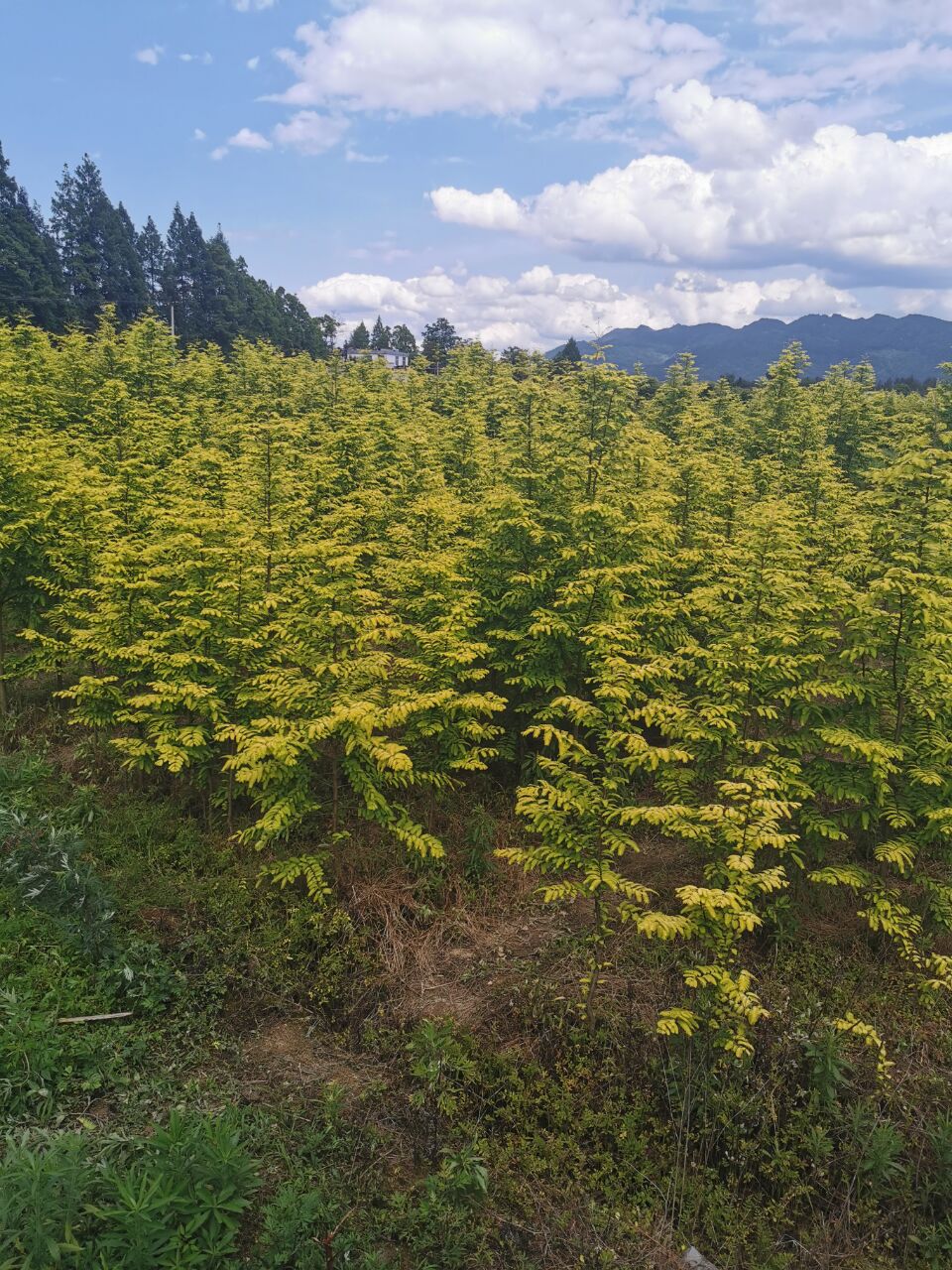 湖北水杉苗圃基地图片