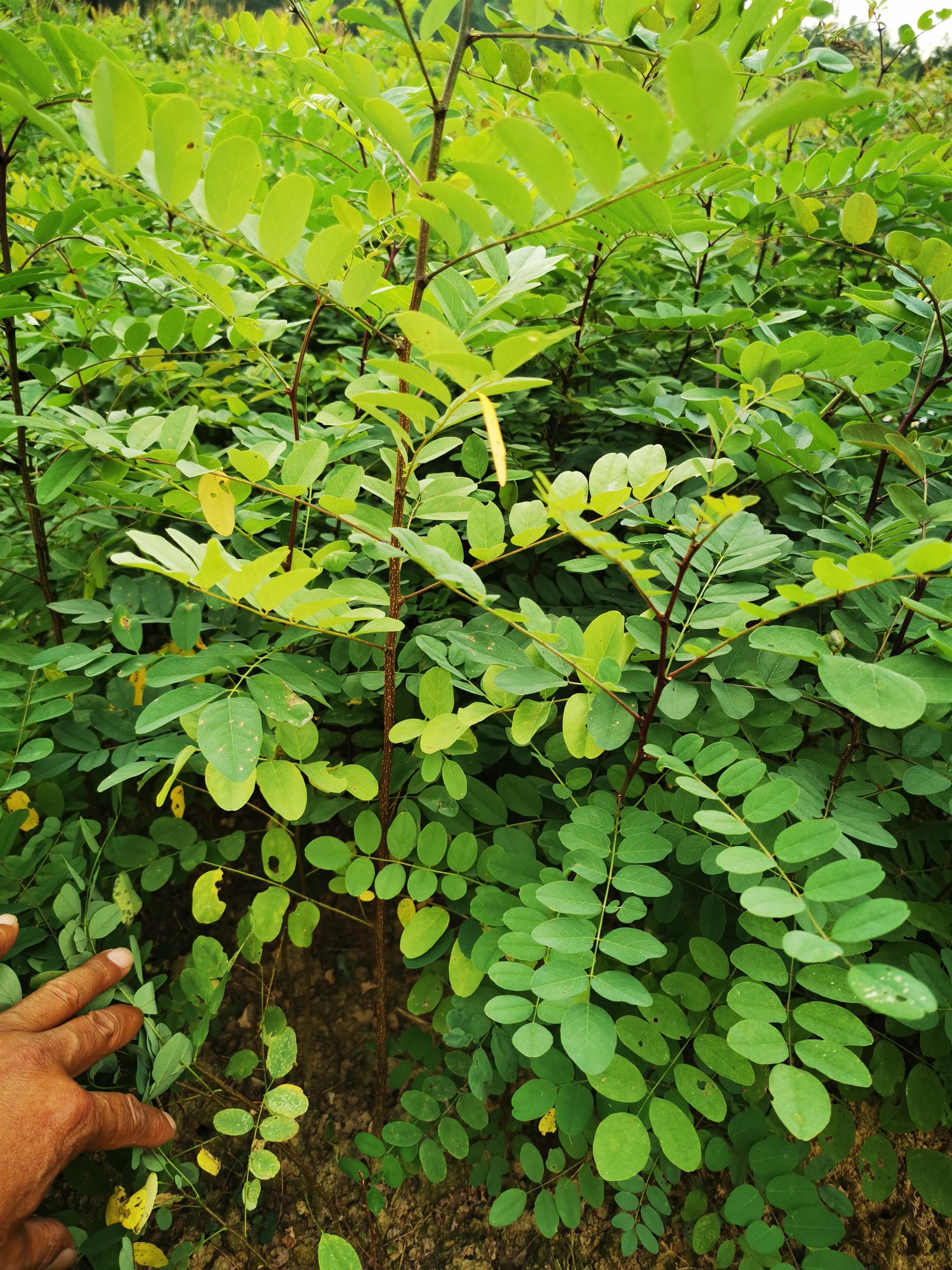 刺槐树苗 利川批发刺槐基地