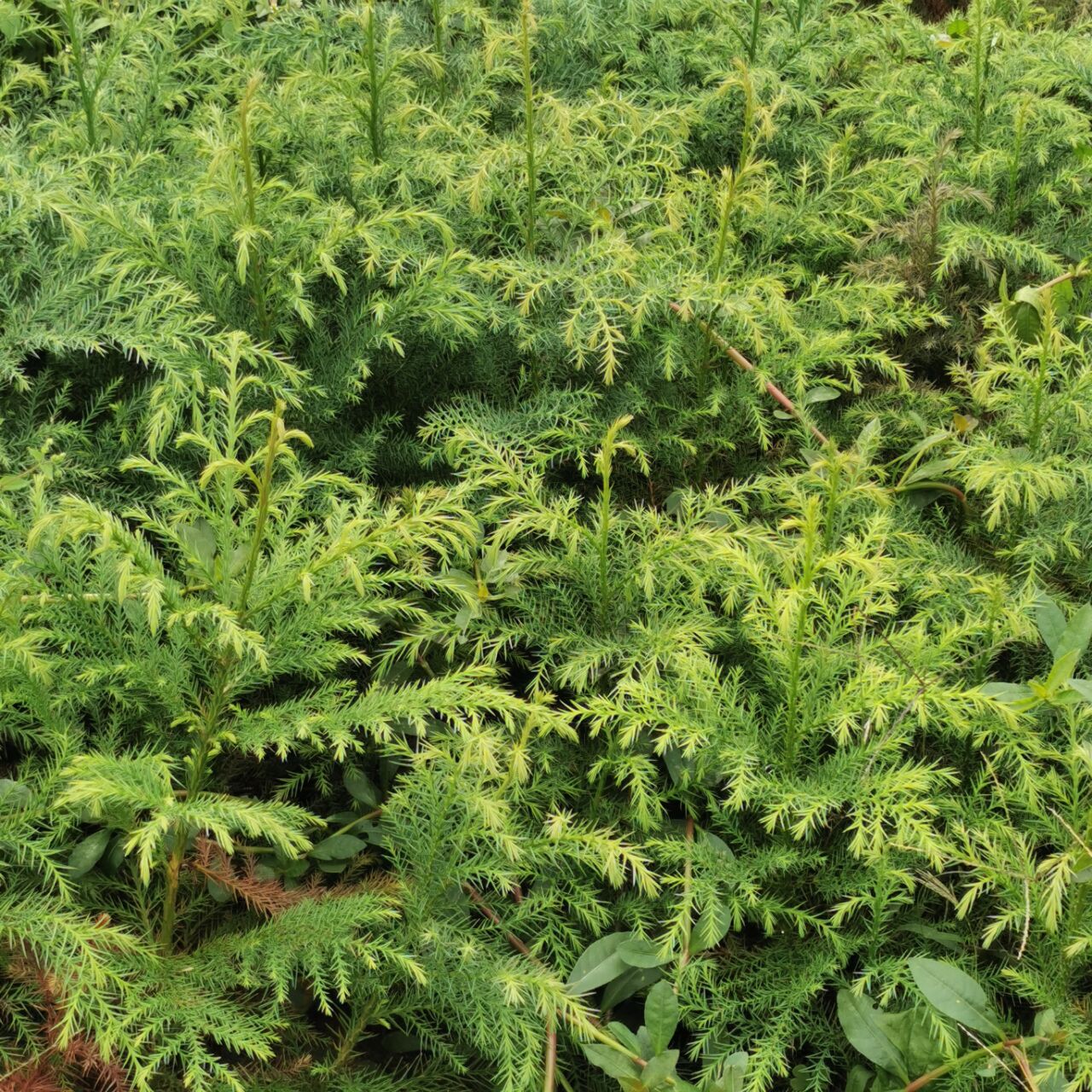 柳杉树 利川柳杉苗厂家