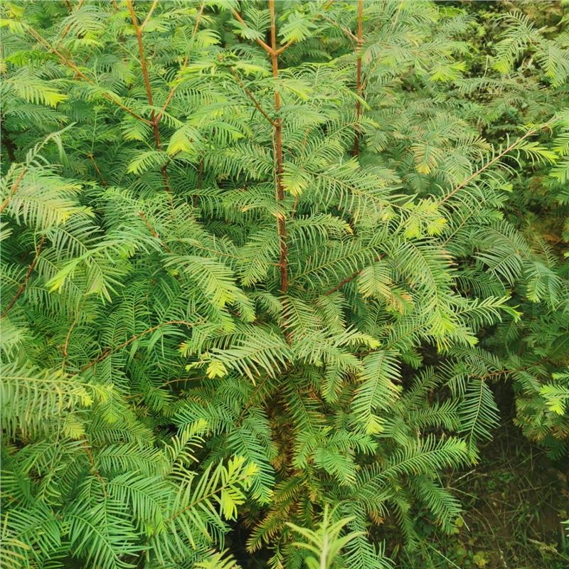 柳杉苗利川柳杉树量大从优