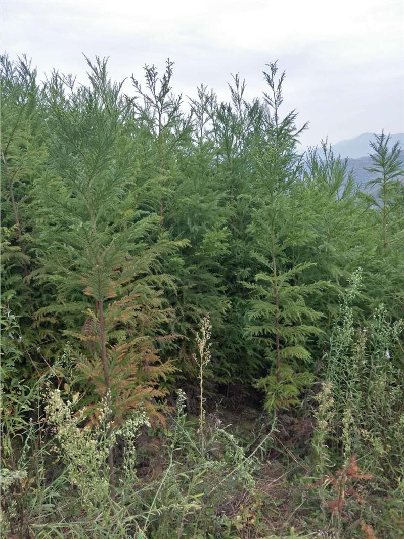 柳杉树苗 利川柳杉苗厂家批发