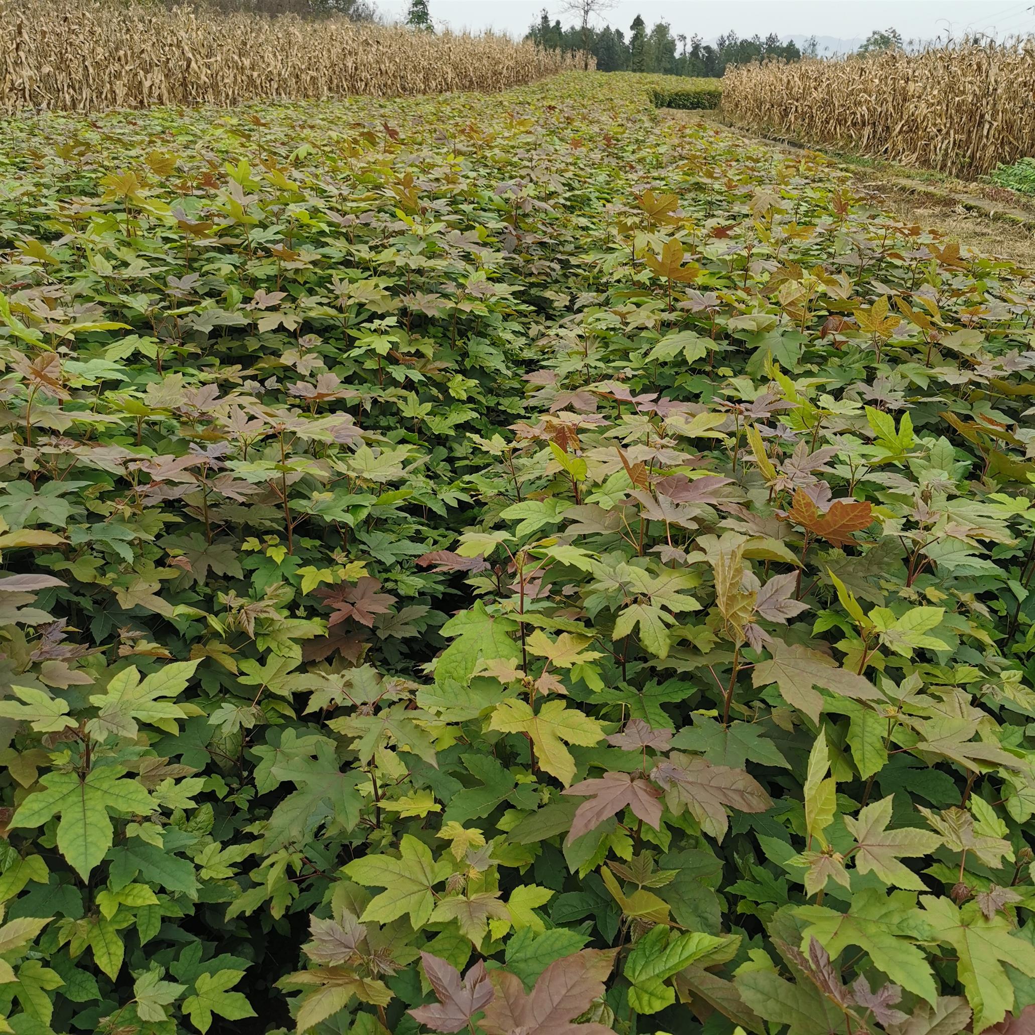 枫香树苗 湖北大量供应三角枫绿化苗木