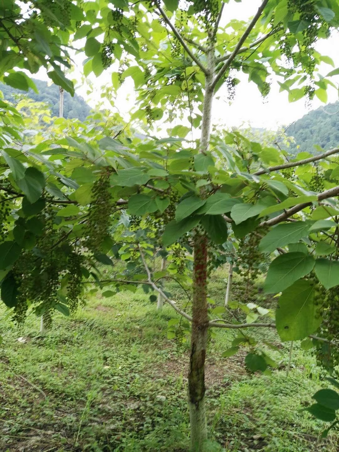 野生山桐子树图片图片