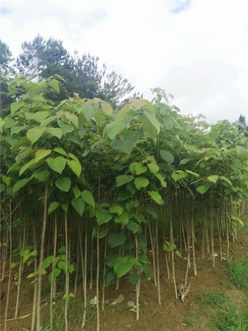 山桐子苗 利川山桐子苗观赏树木