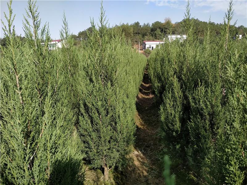 塔柏青岛塔柏大量供应