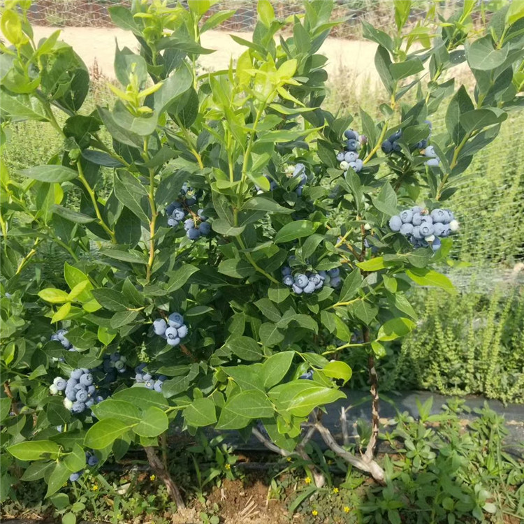 薄雾蓝莓苗上海蓝莓苗露地栽培