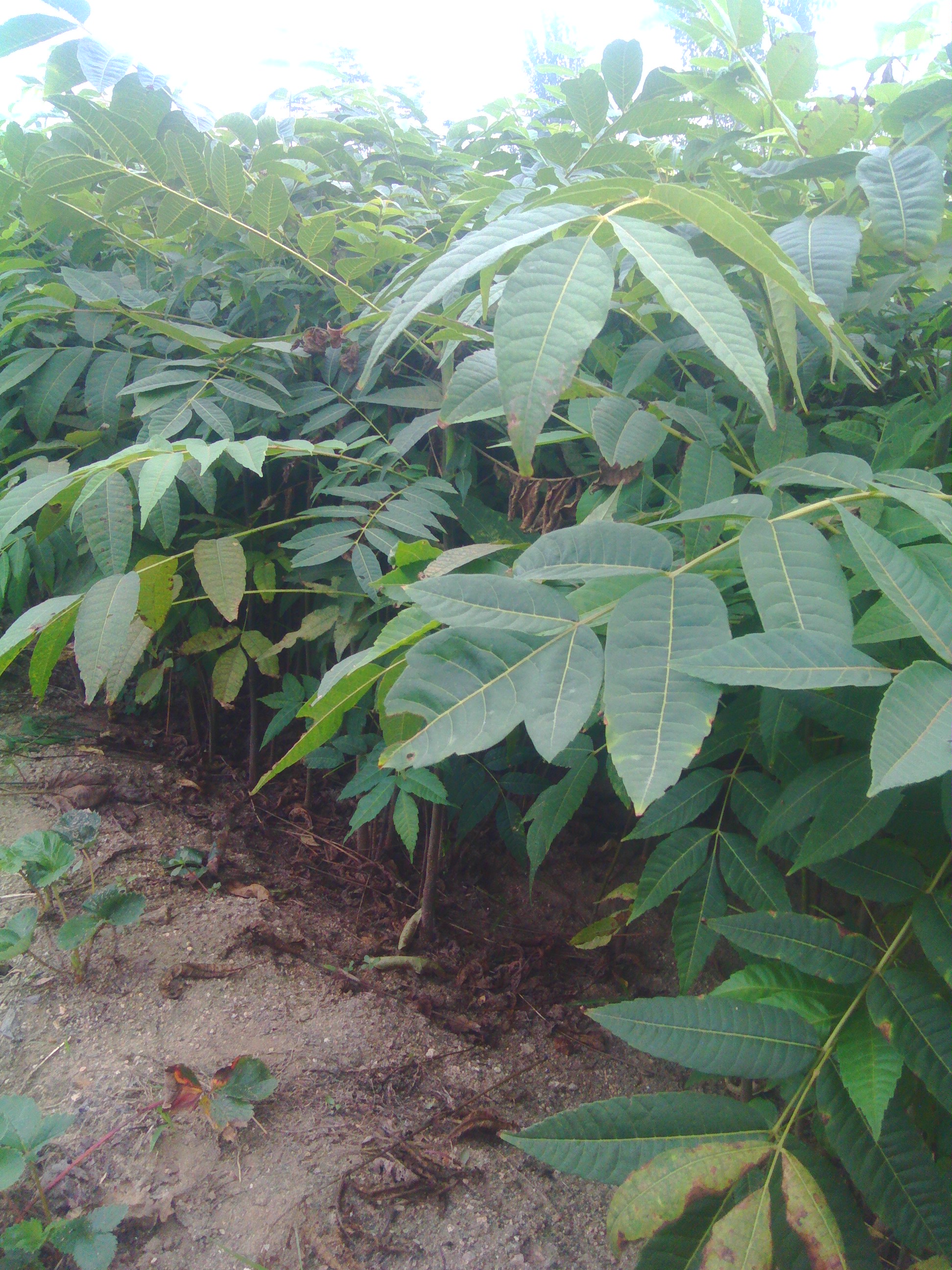 2年香椿树苗-运城香椿苗现挖现卖