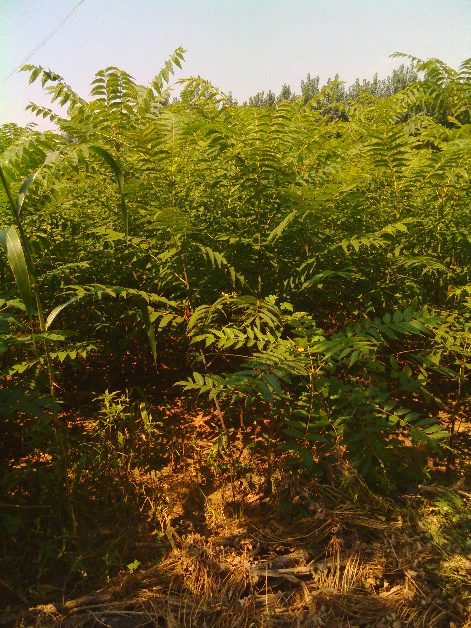 红河州香椿种植基地图片