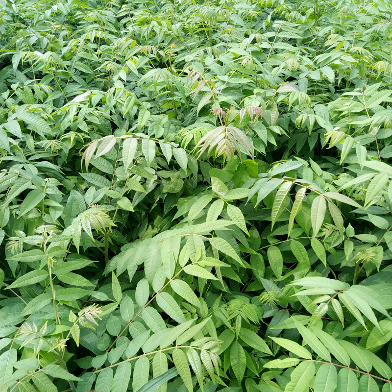 露天香椿樹苗批發四川香椿苗種植基地