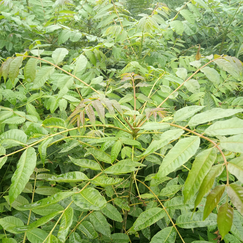 移栽香椿苗河南香椿苗育苗基地