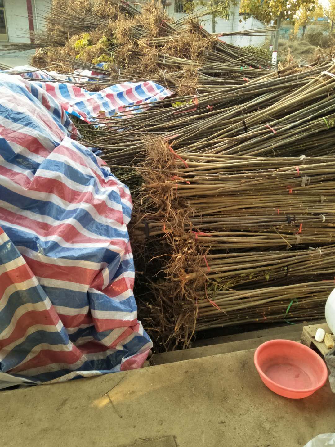 香椿苗求购陕西香椿苗育苗基地