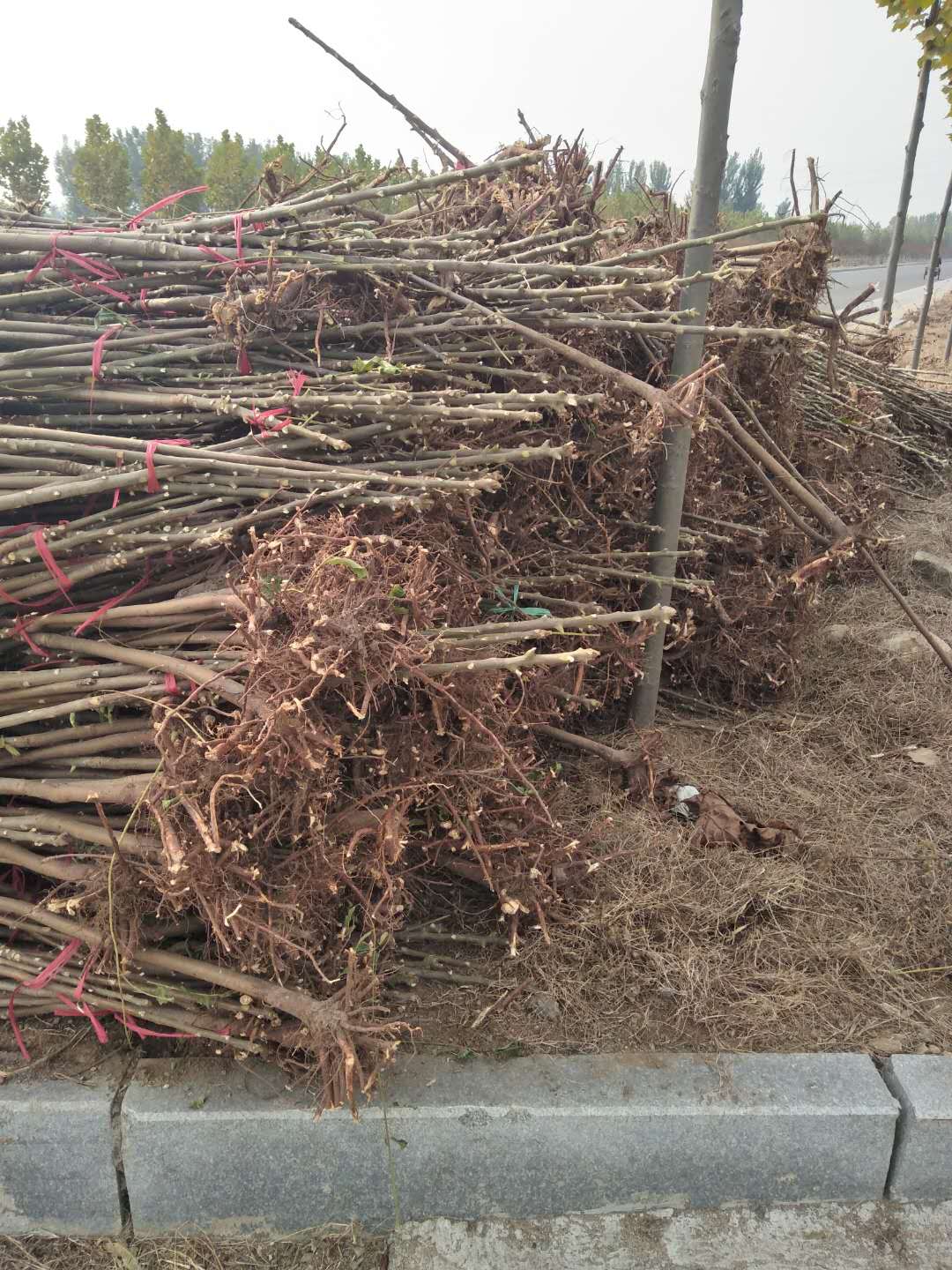 移栽香椿苗河南香椿苗育苗基地