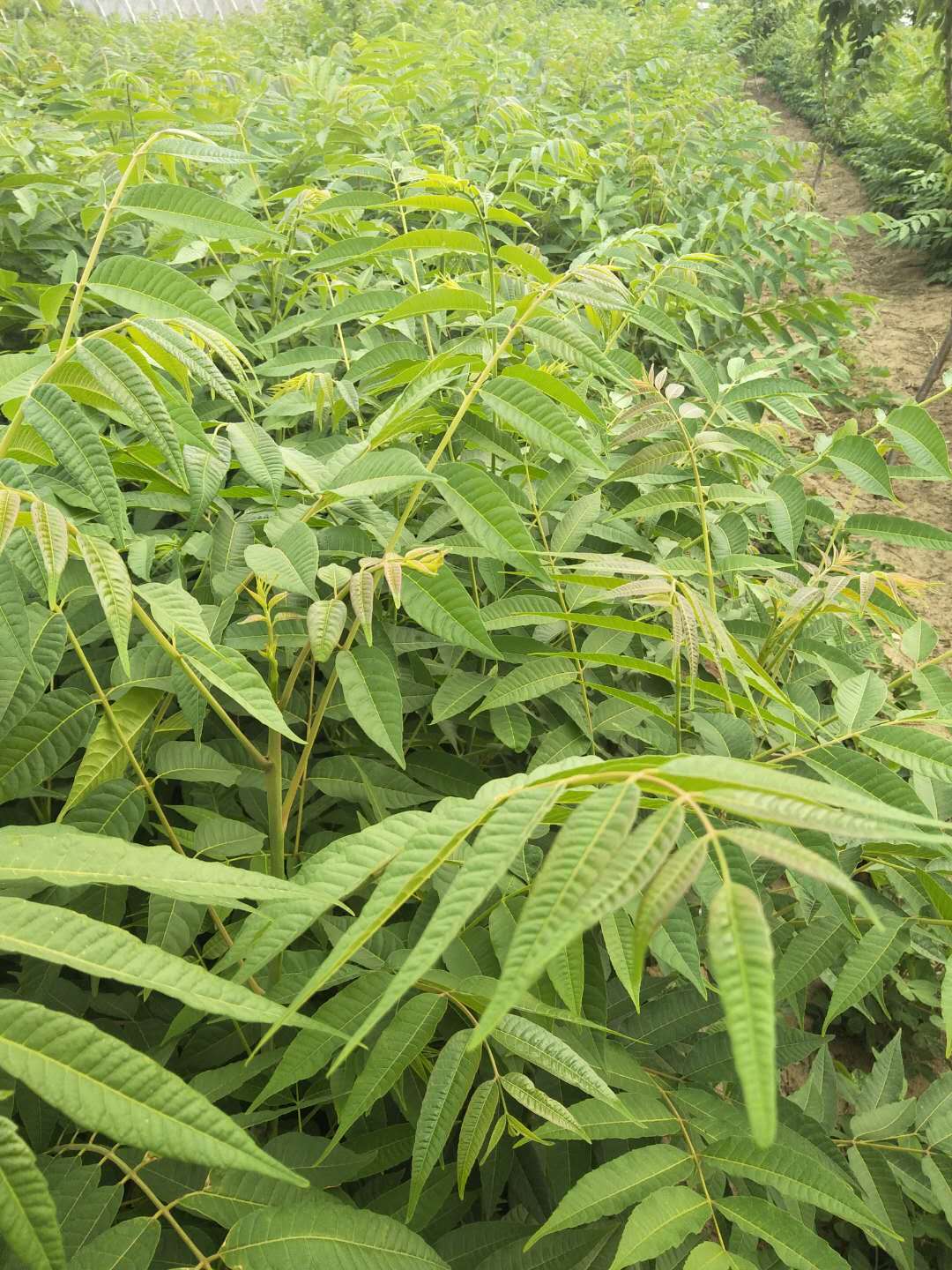 批發香椿苗達州香椿苗露地栽培