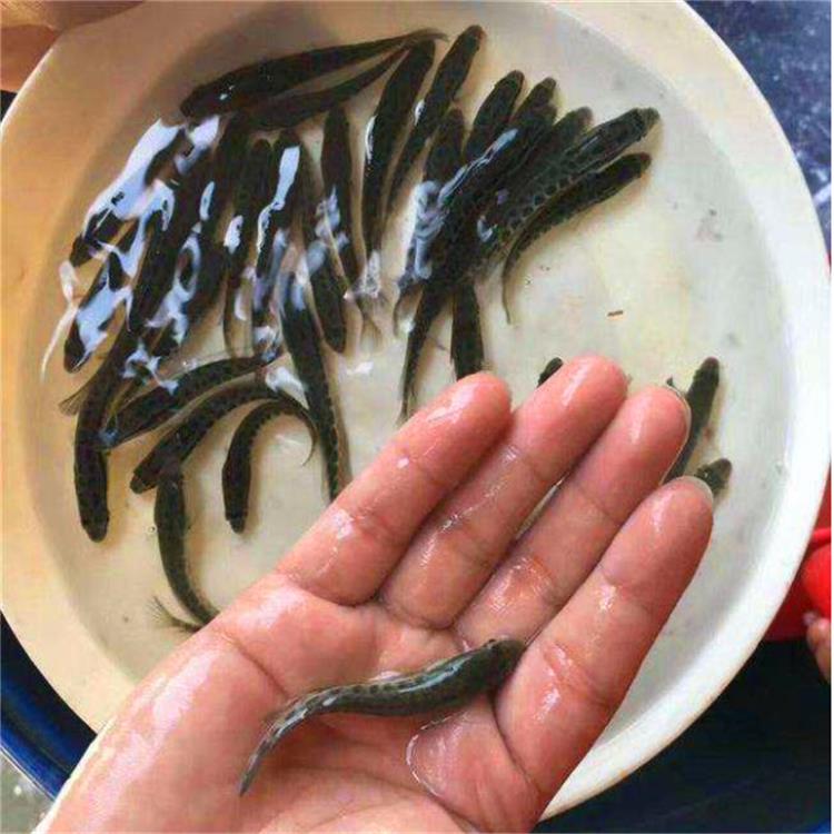 黑魚的魚苗 石家莊黑魚苗養殖基地