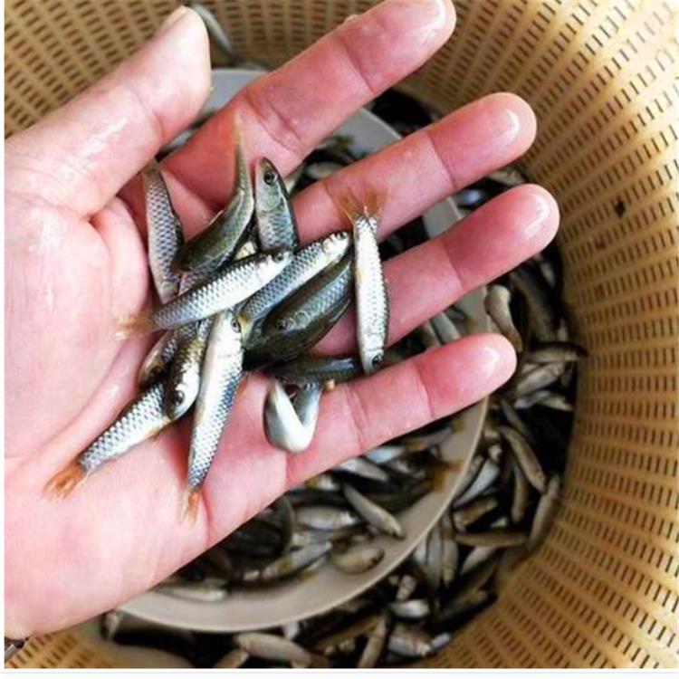 七星鱼苗 丽水七星鱼苗养殖技术