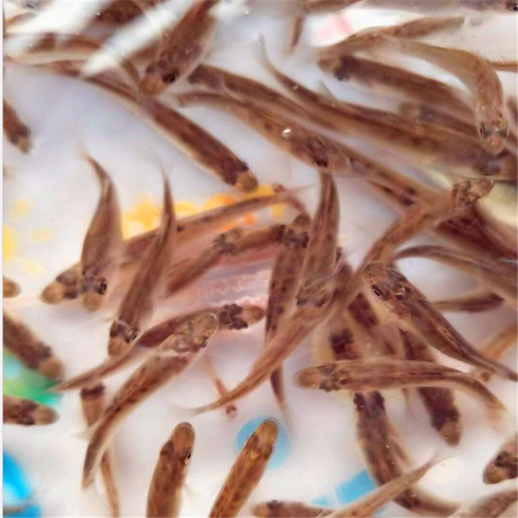 七星鱼苗批发天津七星鱼苗养殖技术