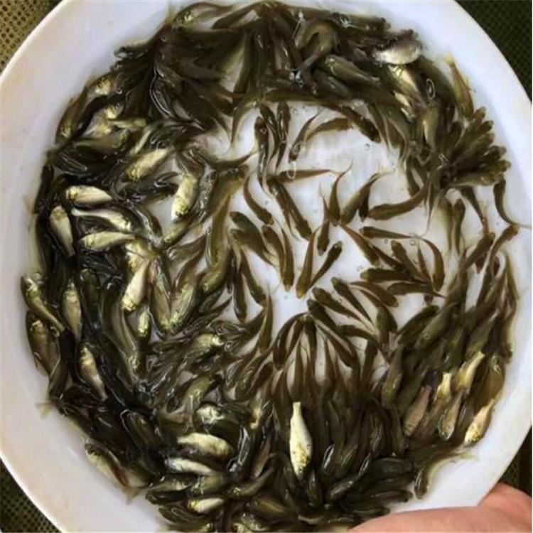 七星鱼鱼苗质量好坏的鉴别方法