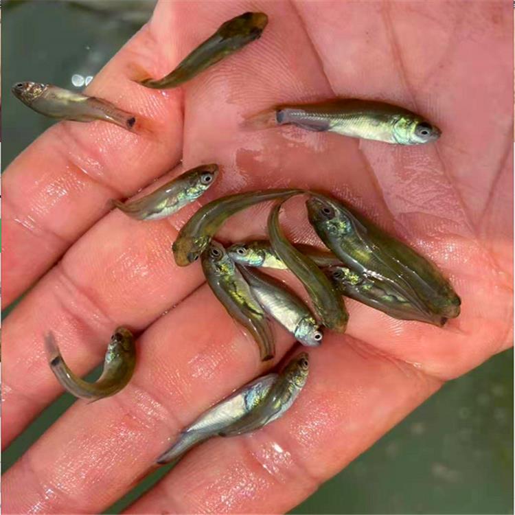 丁桂鱼苗图片达州丁桂鱼苗养殖基地