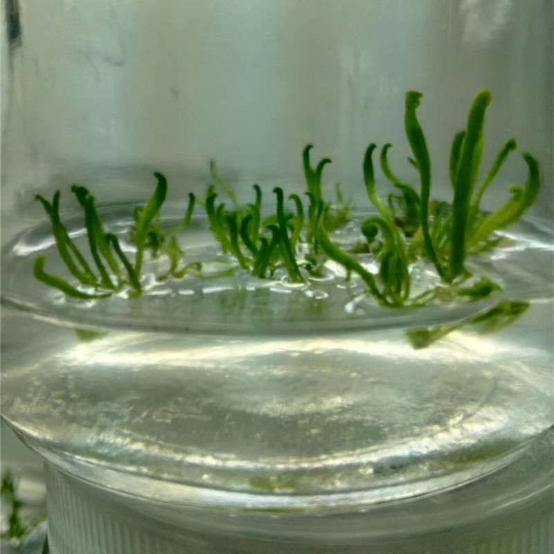 n6培养基价格优惠