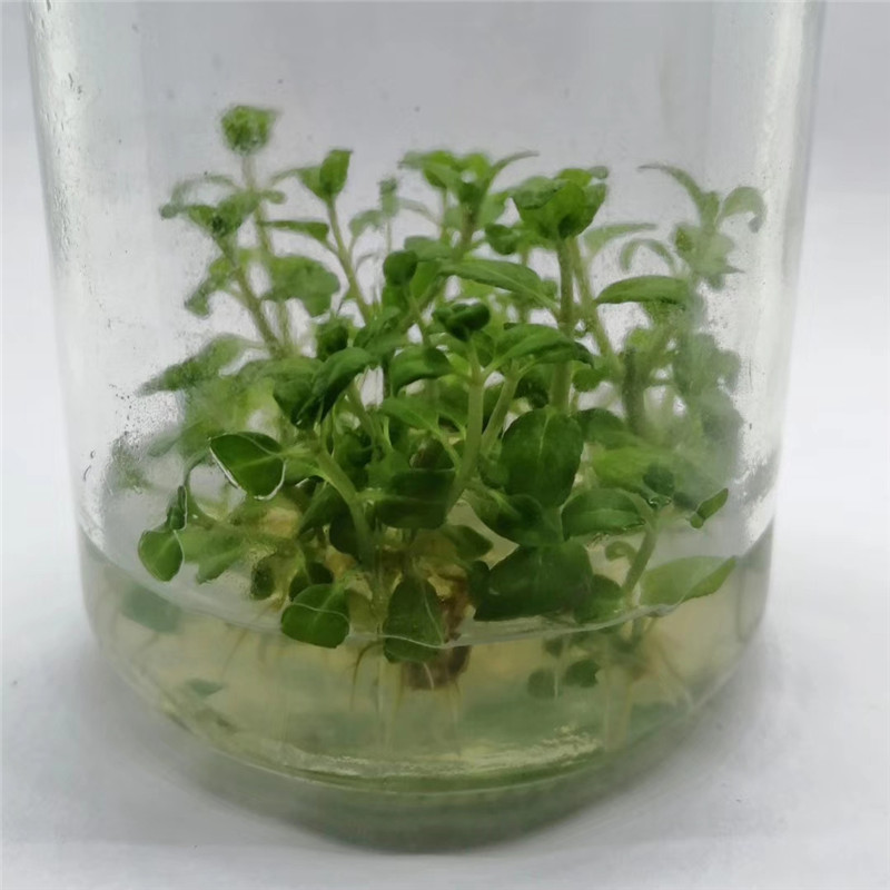 ms干粉培养基价格优惠