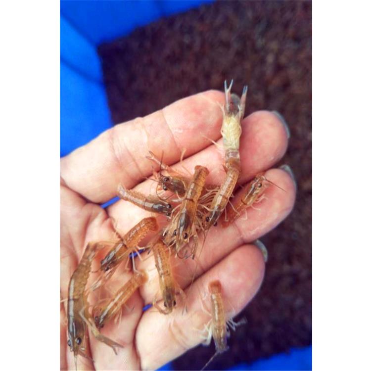 澳洲龙虾苗养殖基地 贵阳澳洲青龙虾苗