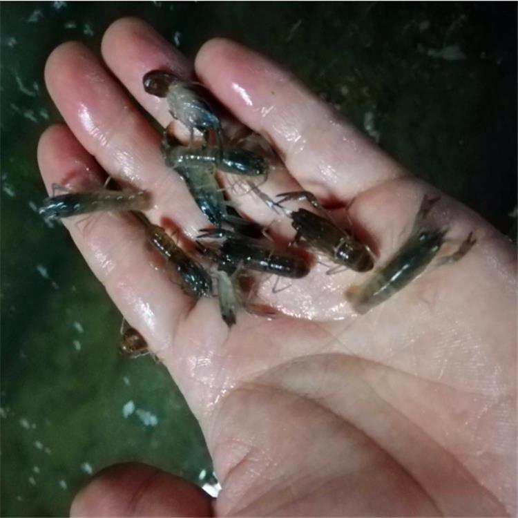澳洲小龙虾苗兰州澳洲龙虾苗养殖基地