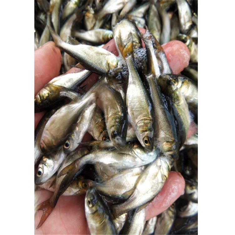 大头鱼适于在肥水池塘养殖,人工养殖大头鱼,在饲料充足的条件下,一龄