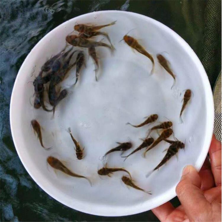 縮骨大頭魚魚苗深圳縮骨大頭魚魚苗