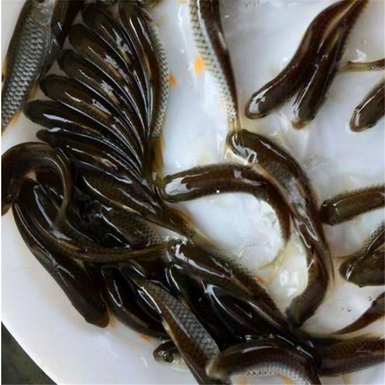 青竹鲩鱼苗南宁青竹鲩鱼苗价格
