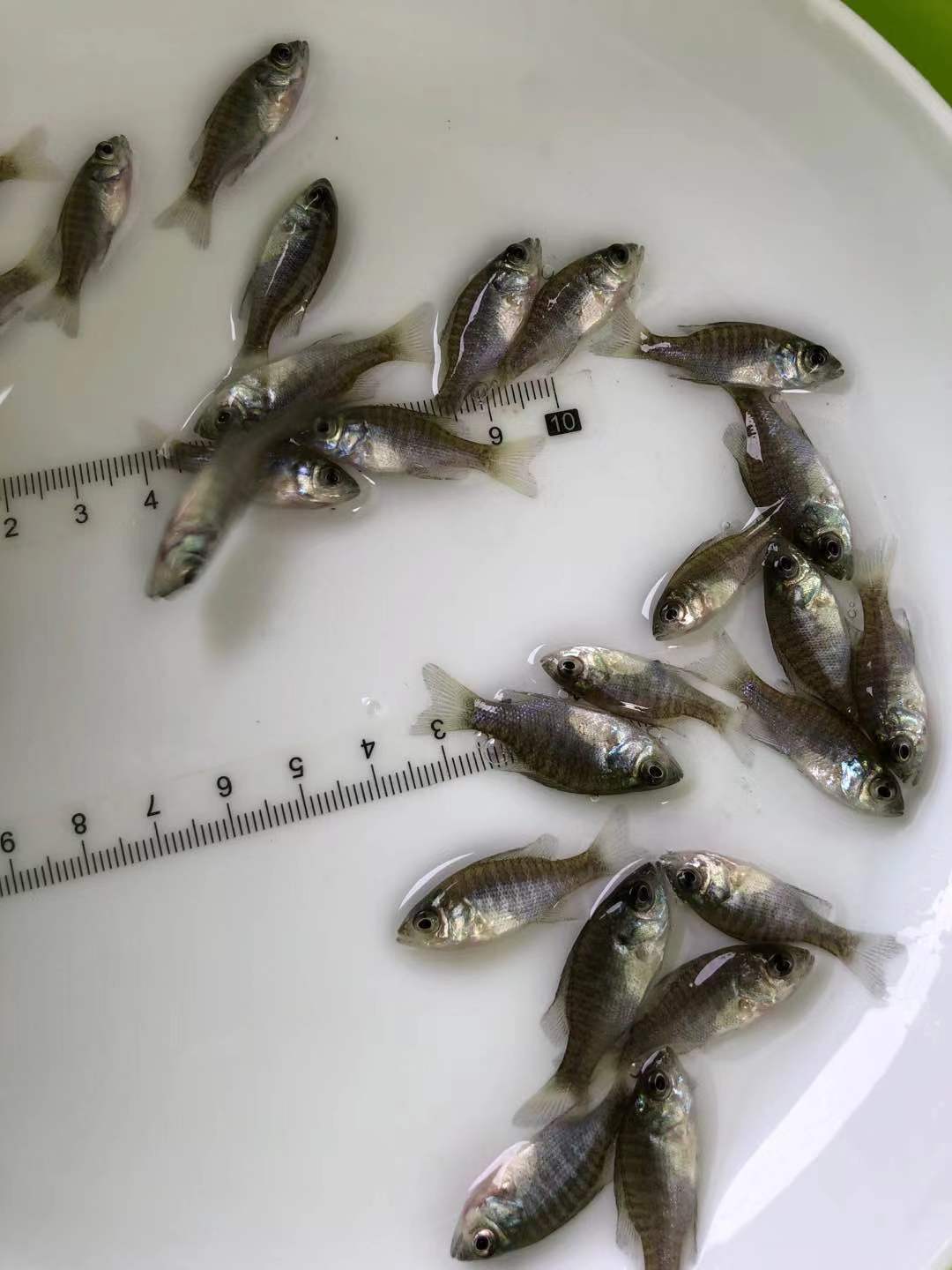 魚苗質量好,魚苗產量高,魚苗品種齊全,魚苗價格優惠,魚苗養殖服務完善